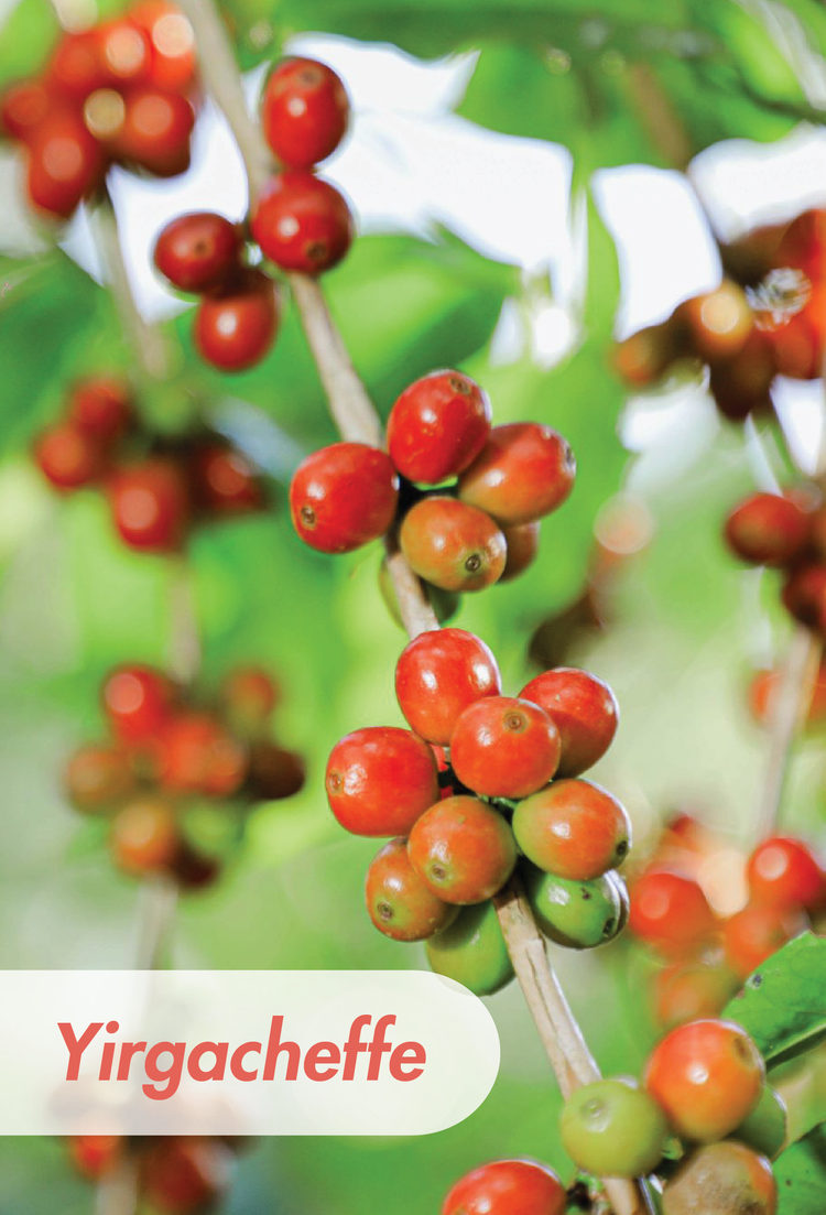Ethiopia Yirgacheffe — Mokaska Coffee